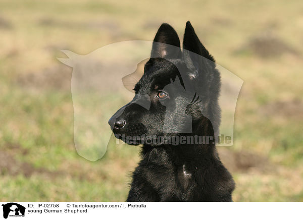 junger Deutscher Schferhund / young German Shepherd / IP-02758