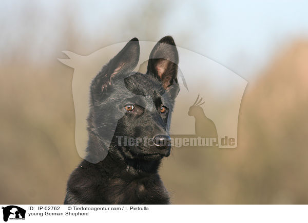 junger Deutscher Schferhund / young German Shepherd / IP-02762
