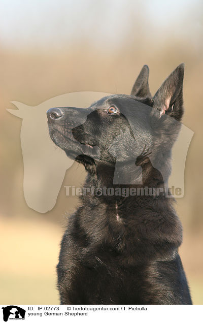 junger Deutscher Schferhund / young German Shepherd / IP-02773