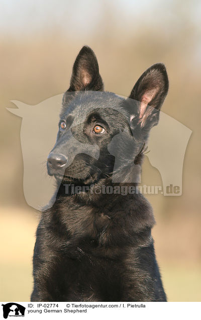 junger Deutscher Schferhund / young German Shepherd / IP-02774