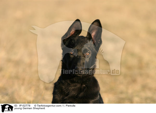junger Deutscher Schferhund / young German Shepherd / IP-02778