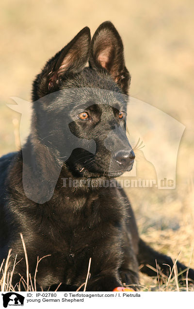 junger Deutscher Schferhund / young German Shepherd / IP-02780