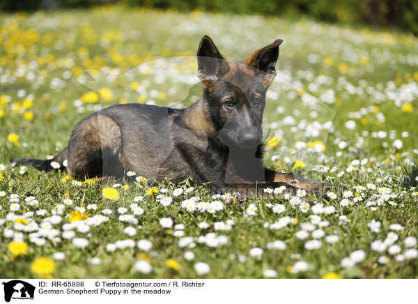 Deutscher Schferhund Welpe auf einer Blumenwiese / German Shepherd Puppy in the meadow / RR-65898