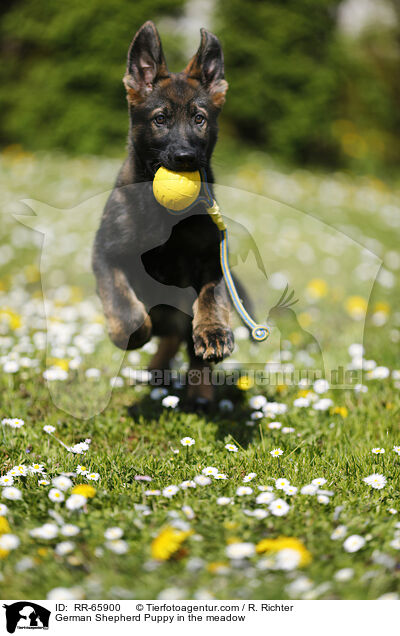 German Shepherd Puppy in the meadow / RR-65900