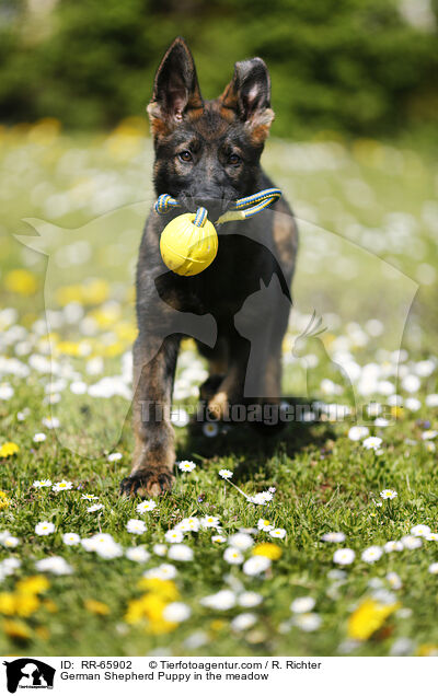 Deutscher Schferhund Welpe auf einer Blumenwiese / German Shepherd Puppy in the meadow / RR-65902