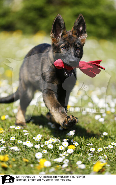 Deutscher Schferhund Welpe auf einer Blumenwiese / German Shepherd Puppy in the meadow / RR-65905