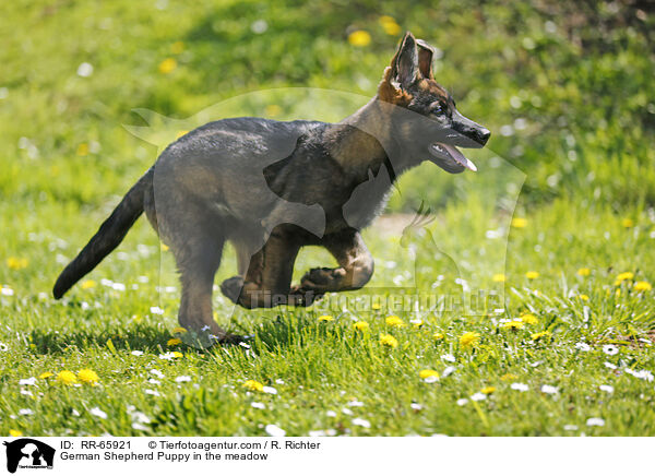 German Shepherd Puppy in the meadow / RR-65921