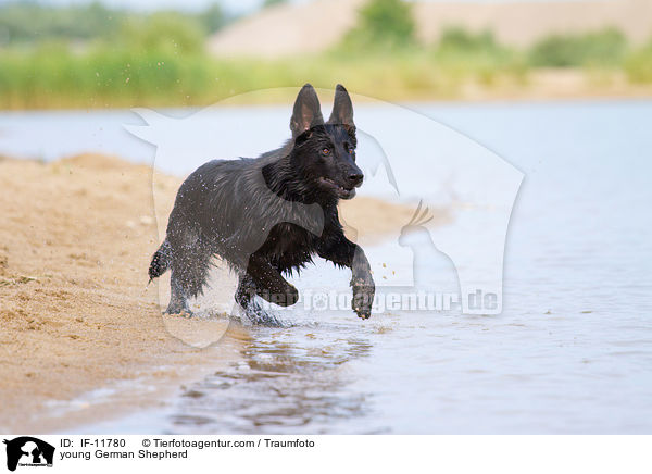 young German Shepherd / IF-11780