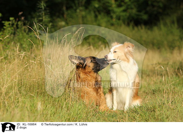 2 Hunde / 2 dogs / KL-16864