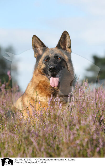 Deutscher Schferhund Portrait / German Shepherd Portrait / KL-17280