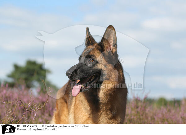 Deutscher Schferhund Portrait / German Shepherd Portrait / KL-17289