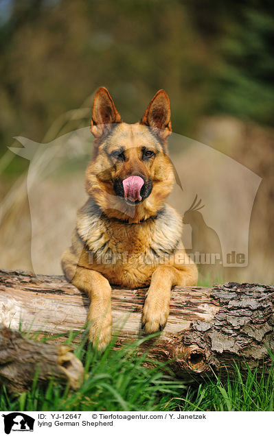 liegender Deutscher Schferhund / lying German Shepherd / YJ-12647