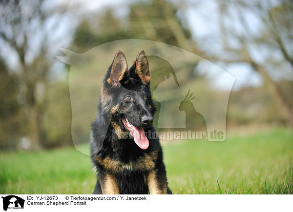 Deutscher Schferhund Portrait / German Shepherd Portrait / YJ-12673