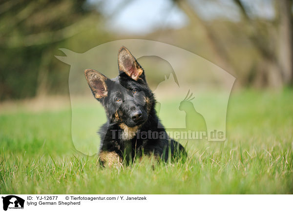 liegender Deutscher Sch�ferhund / lying German Shepherd / YJ-12677