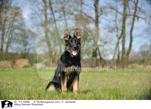 sitzender Deutscher Sch�ferhund / sitting German Shepherd / YJ-12680