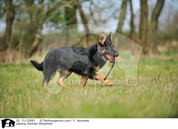 spielender Deutscher Sch�ferhund / playing German Shepherd / YJ-12681