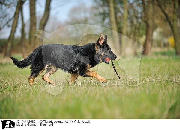 spielender Deutscher Schferhund / playing German Shepherd / YJ-12682