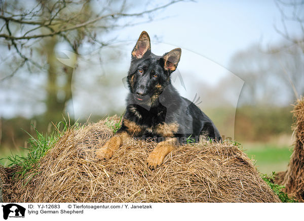 liegender Deutscher Sch�ferhund / lying German Shepherd / YJ-12683