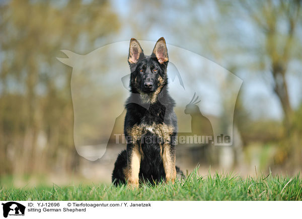 sitzender Deutscher Schferhund / sitting German Shepherd / YJ-12696