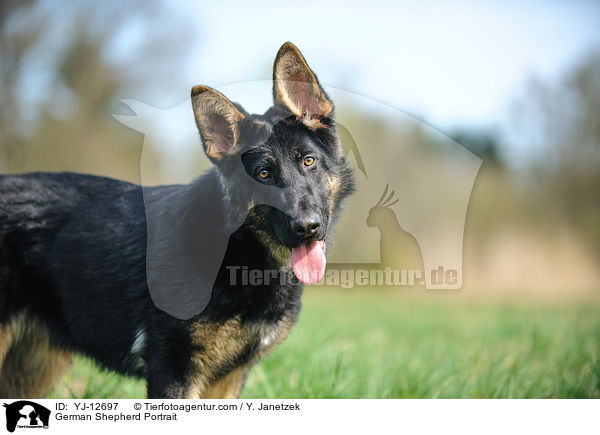 Deutscher Schferhund Portrait / German Shepherd Portrait / YJ-12697