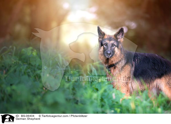 Deutscher Schferhund / German Shepherd / BS-06404