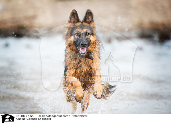 running German Shepherd / BS-06420