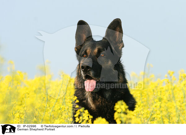 Deutscher Schferhund Portrait / German Shepherd Portrait / IP-02996