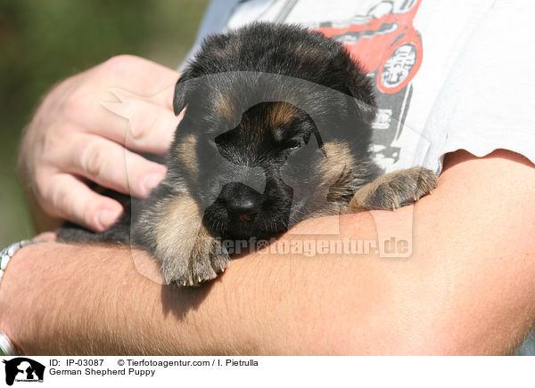 Deutscher Schferhund Welpe / German Shepherd Puppy / IP-03087