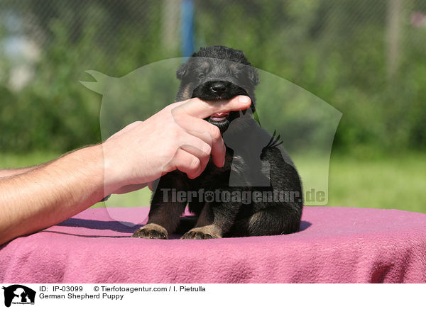 Deutscher Schferhund Welpe / German Shepherd Puppy / IP-03099