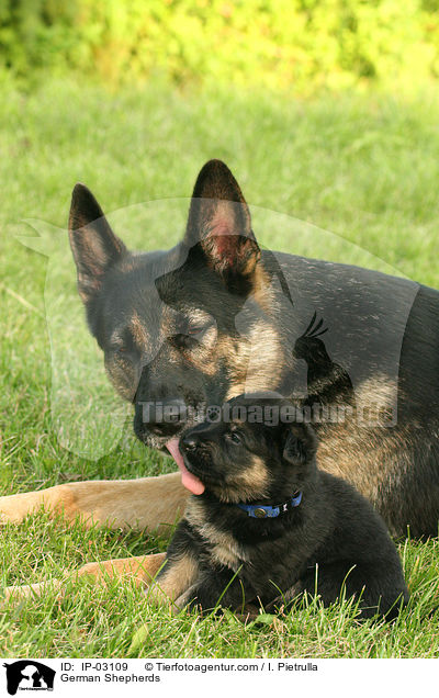 Deutsche Schferhunde / German Shepherds / IP-03109
