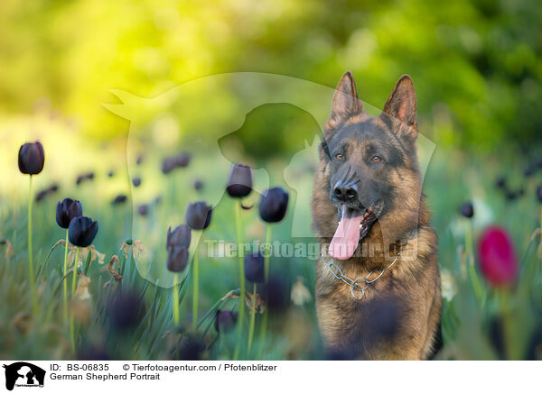 Deutscher Schferhund Portrait / German Shepherd Portrait / BS-06835