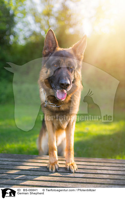 Deutscher Schferhund / German Shepherd / BS-06841
