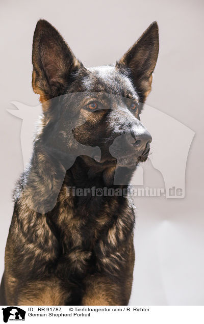 German Shepherd Portrait / RR-91787