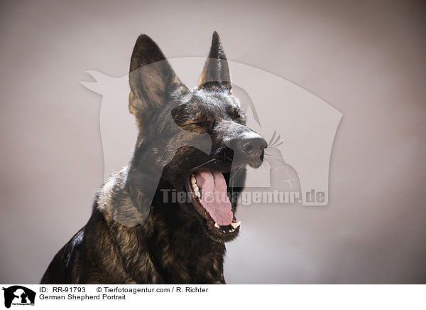 German Shepherd Portrait / RR-91793