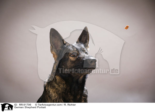 German Shepherd Portrait / RR-91796