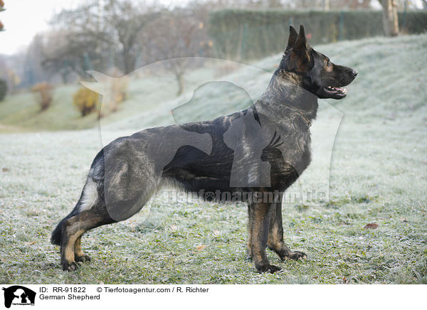 Deutscher Schferhund / German Shepherd / RR-91822