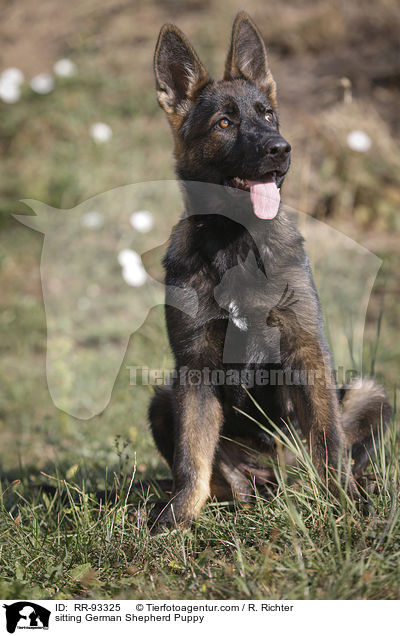 sitting German Shepherd Puppy / RR-93325
