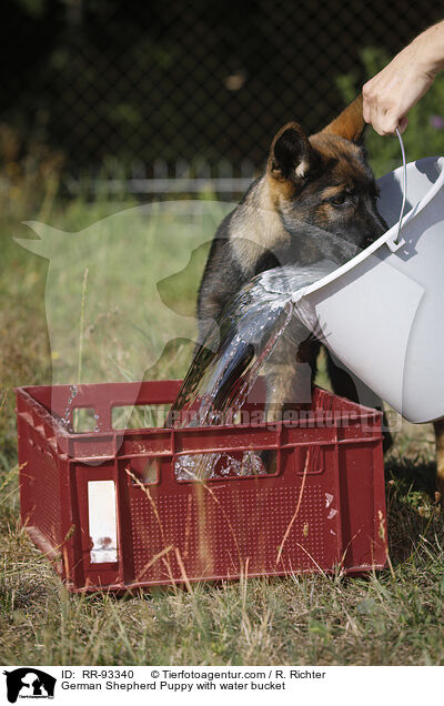 German Shepherd Puppy with water bucket / RR-93340