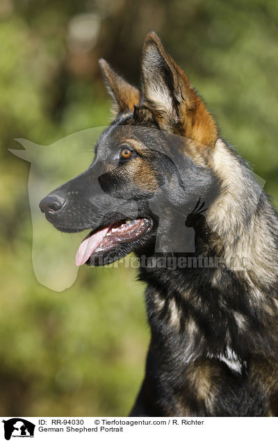 German Shepherd Portrait / RR-94030