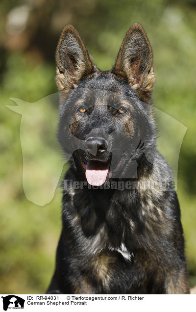 Deutscher Schferhund Portrait / German Shepherd Portrait / RR-94031