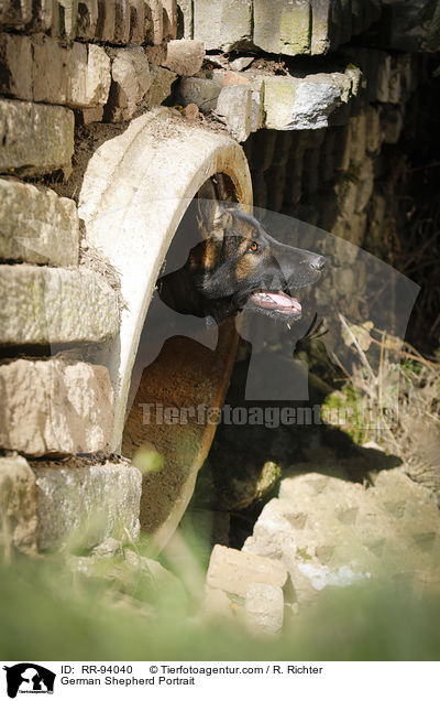 Deutscher Schferhund Portrait / German Shepherd Portrait / RR-94040