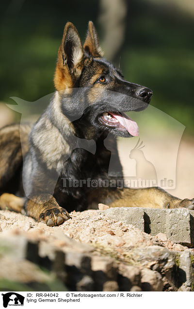 liegender Deutscher Schferhund / lying German Shepherd / RR-94042