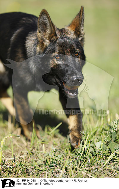 rennender Deutscher Schferhund / running German Shepherd / RR-94048