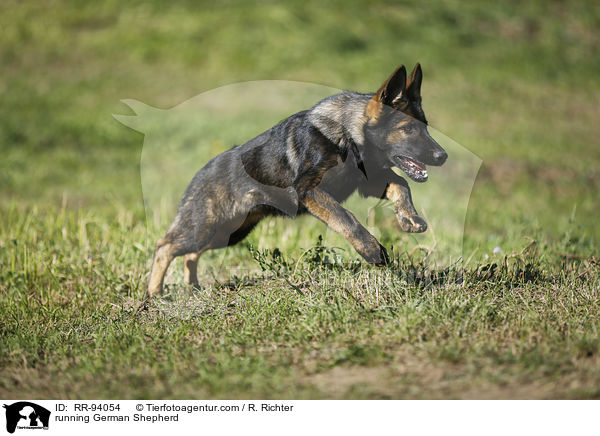 rennender Deutscher Schferhund / running German Shepherd / RR-94054