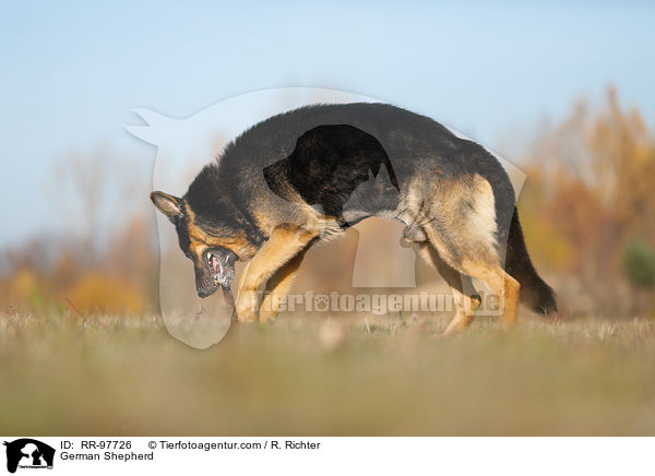 Deutscher Schferhund / German Shepherd / RR-97726