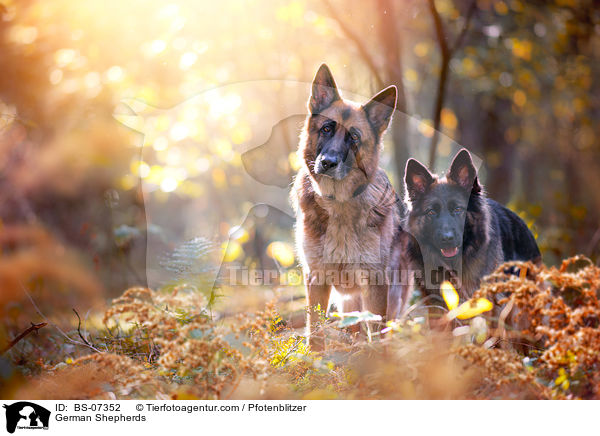 Deutsche Schferhunde / German Shepherds / BS-07352