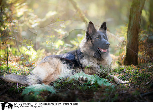 liegender Deutscher Sch�ferhund / lying German Shepherd / BS-07366