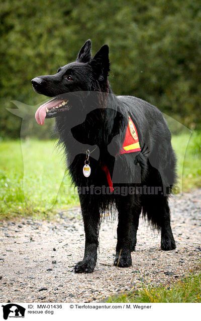 Rettungshund / rescue dog / MW-01436