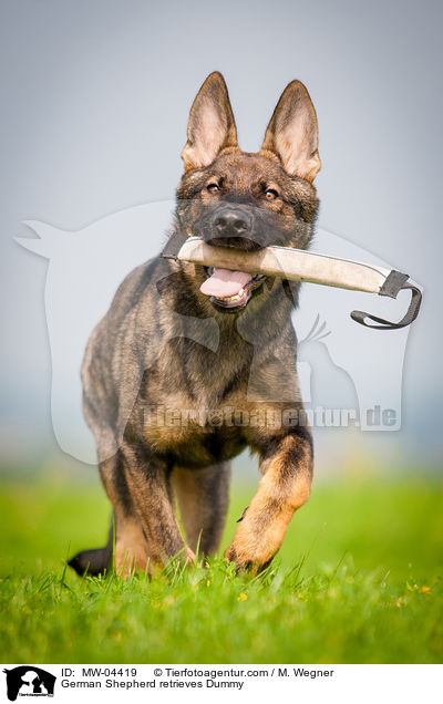 Deutscher Schferhund apportiert Dummy / German Shepherd retrieves Dummy / MW-04419