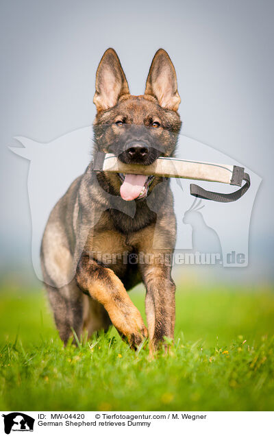 Deutscher Schferhund apportiert Dummy / German Shepherd retrieves Dummy / MW-04420
